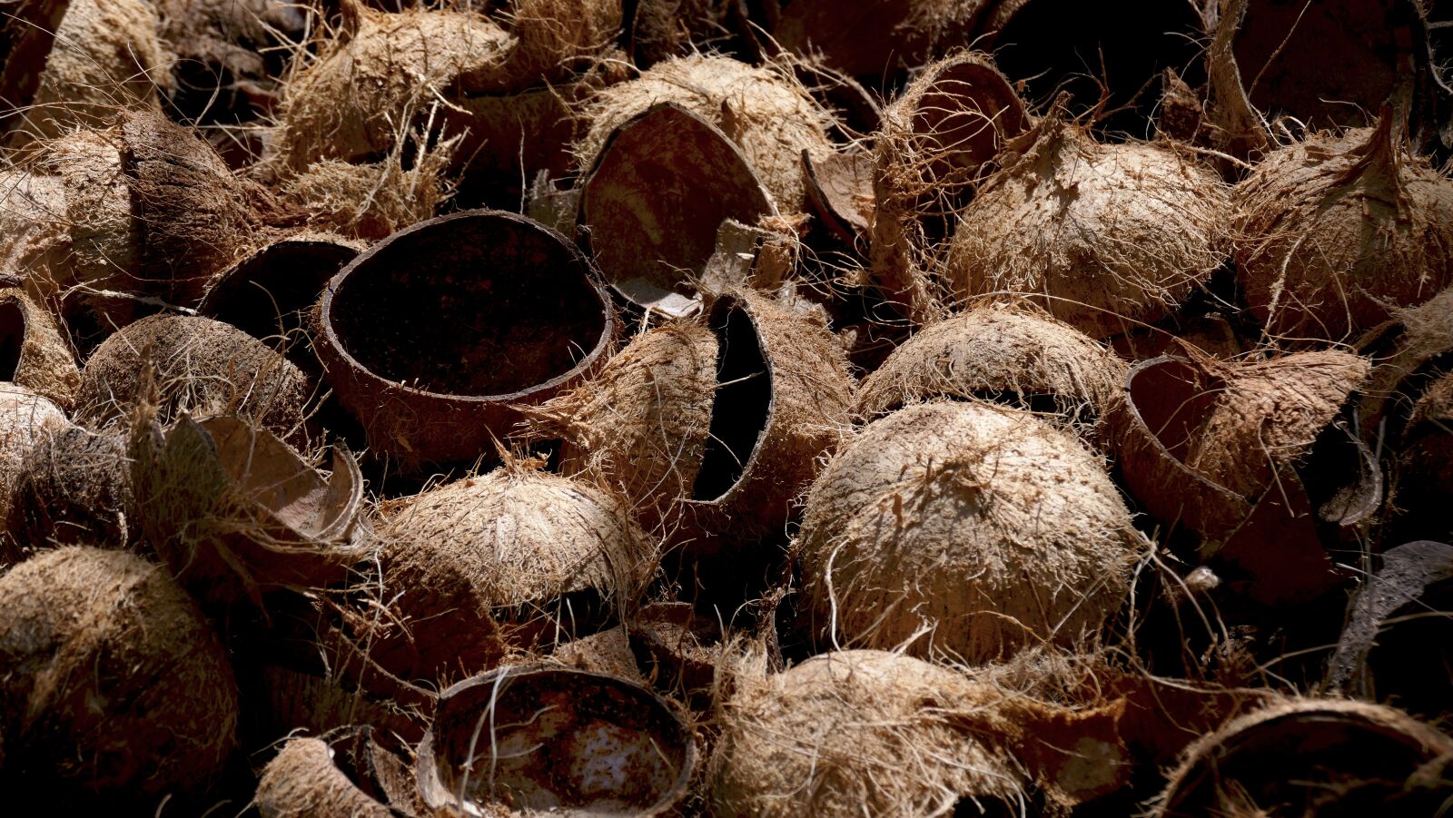 Panasonic Lumix DMC-FZ1000 sample photo. Palma, coconut, tree photography