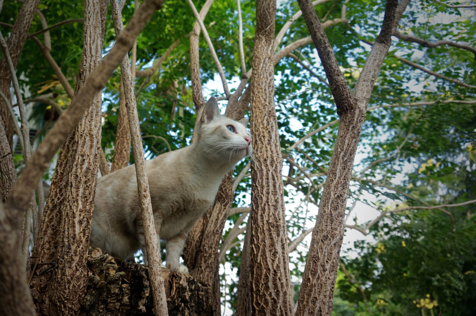 Sony Alpha NEX-6 sample photo. Animal, cat, pet photography