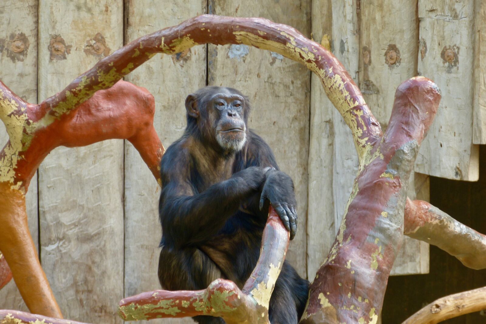 Panasonic Lumix DMC-FZ150 sample photo. Ape, chimpanzee, animals photography