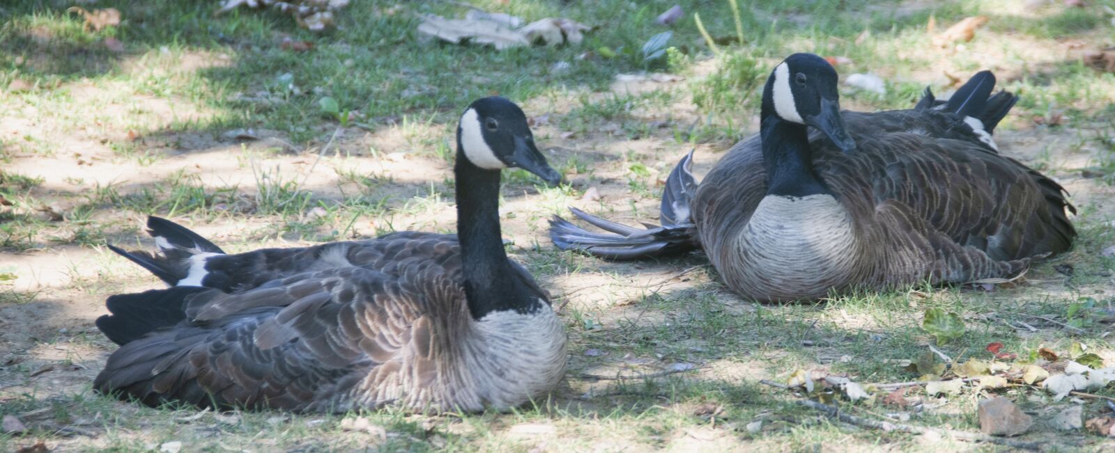 Nikon D850 sample photo. Geese, goose, birds photography