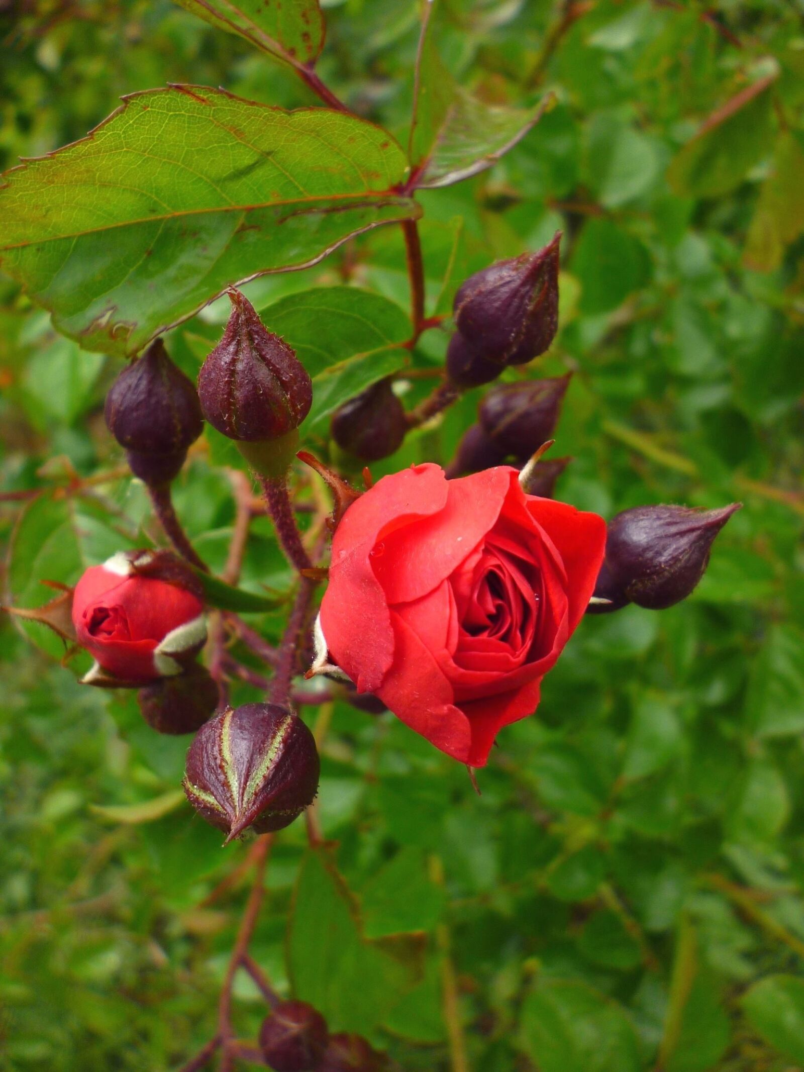 Panasonic Lumix DMC-S1 sample photo. Red rose, bud, bloom photography