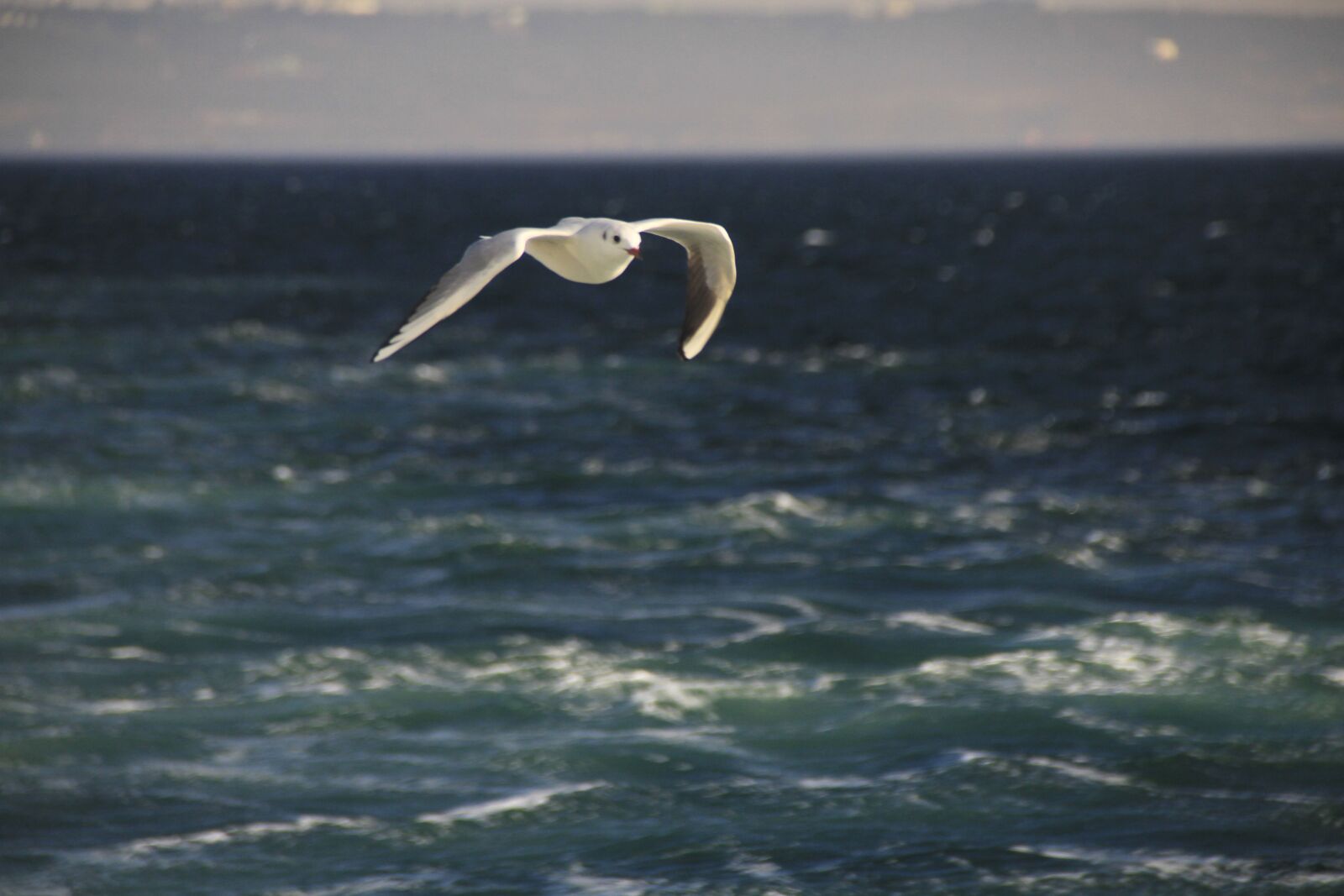 Canon EOS 7D sample photo. Seagull, blue, bird photography