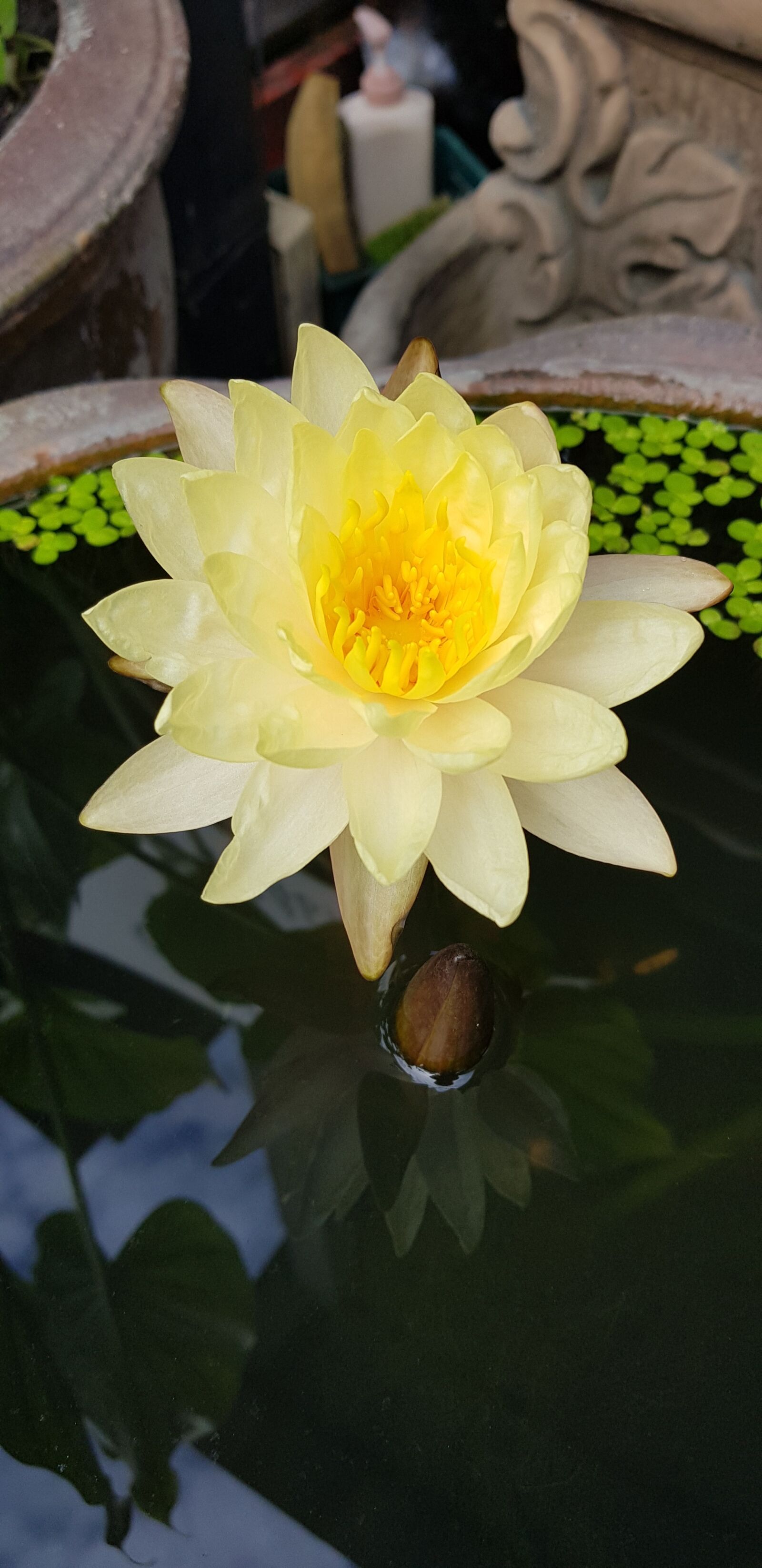 Samsung Galaxy S8 sample photo. Lotus, yellow, bright photography
