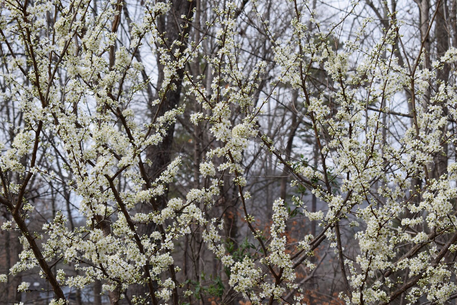 Nikon D3300 sample photo. Cherry blossoms, cherry tree photography