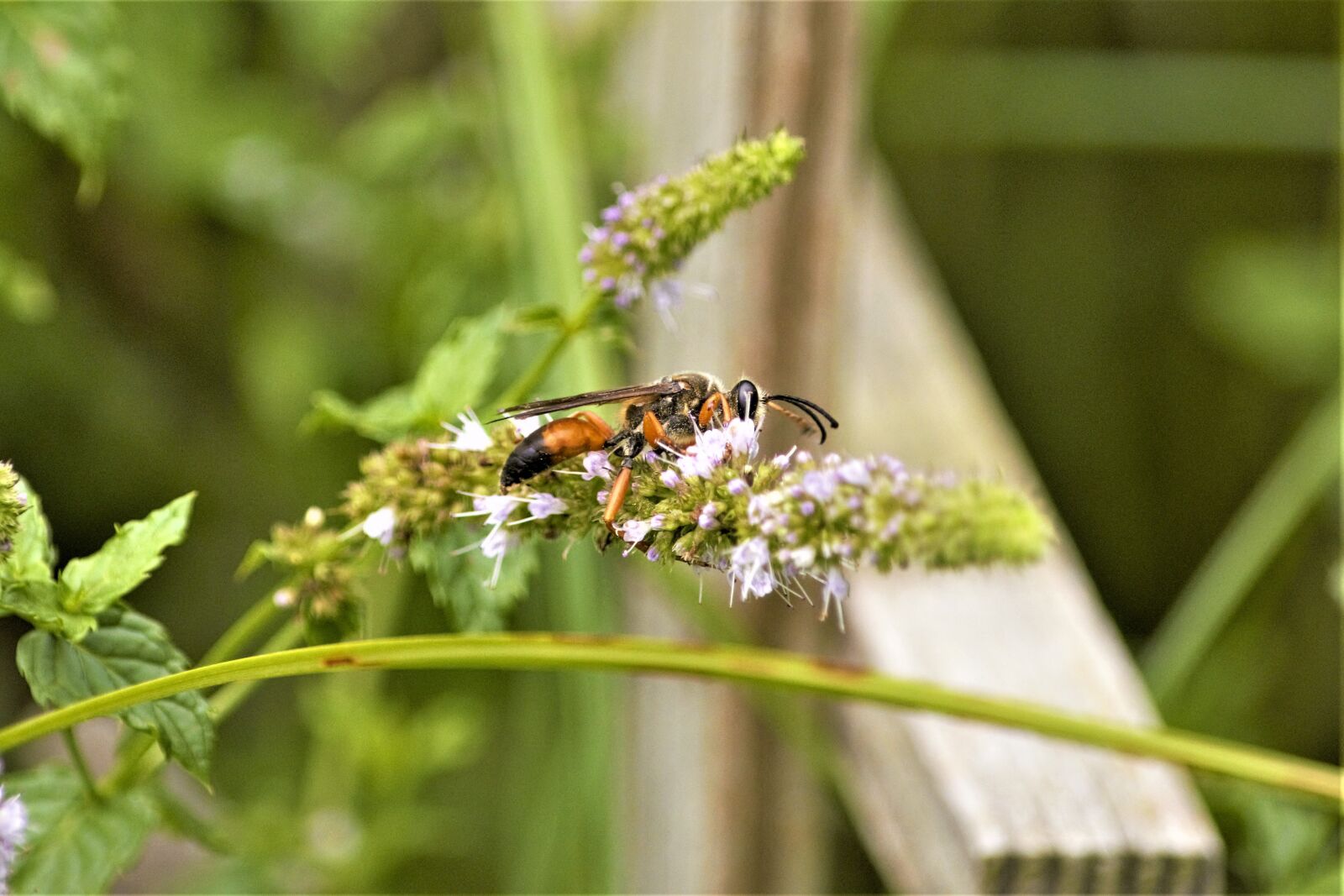 Nikon D7100 sample photo. Wasp, paper wasp, clutching photography