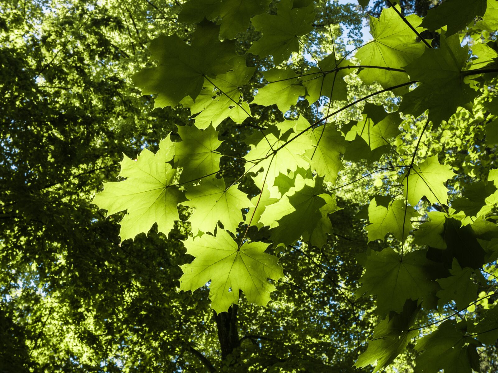 Panasonic Leica DG Summilux 25mm F1.4 II ASPH sample photo. Leaf, branch, green photography