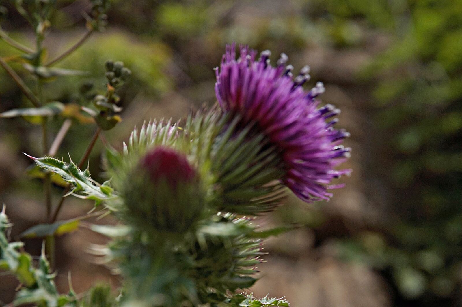 Sony Alpha a5000 (ILCE 5000) + Sony E 16-50mm F3.5-5.6 PZ OSS sample photo. Thistle, thorn, pink photography