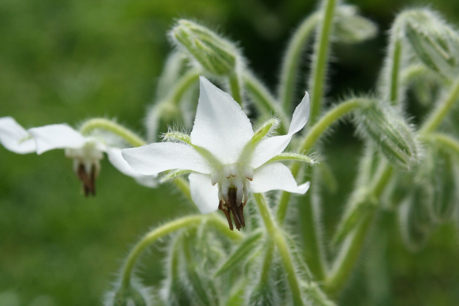 Canon EOS 350D (EOS Digital Rebel XT / EOS Kiss Digital N) sample photo. Borage, white, cucumber herb photography