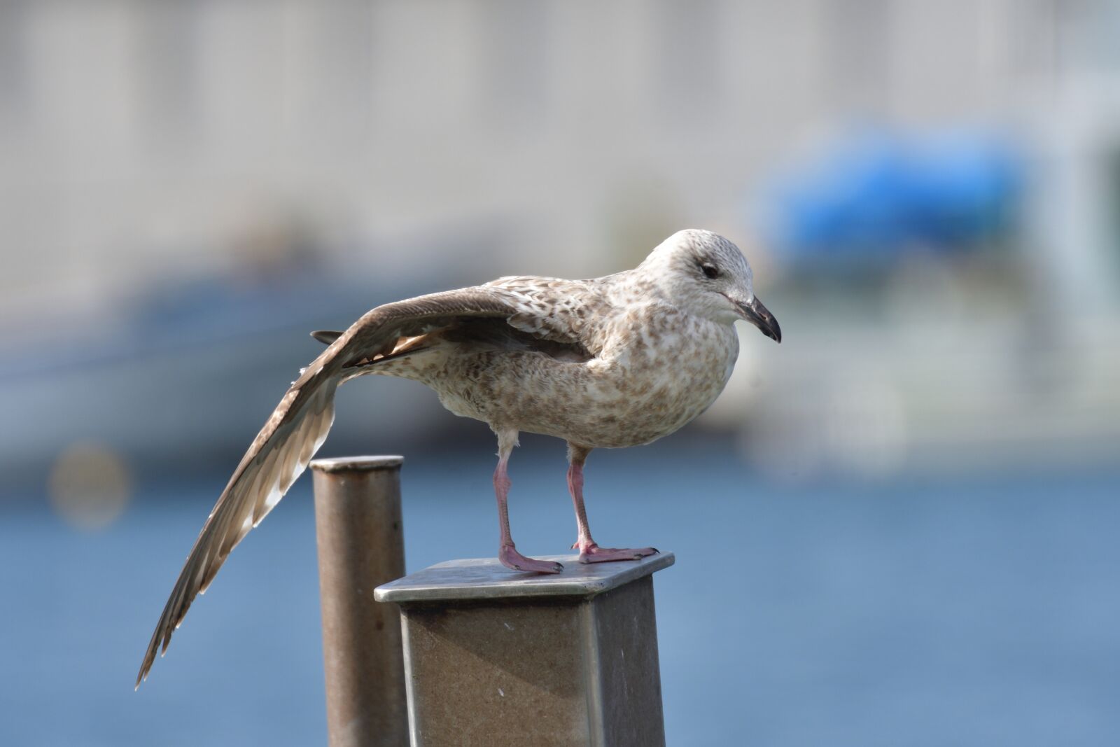 Nikon D500 sample photo. Waters, bird, natural photography