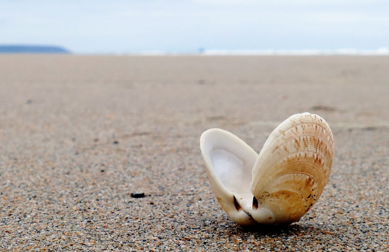 Panasonic Lumix DMC-FZ1000 sample photo. Seashell, beach, sea photography