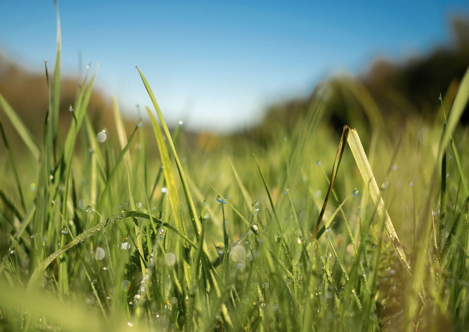 Nikon D3300 sample photo. Grass, green, macro photography
