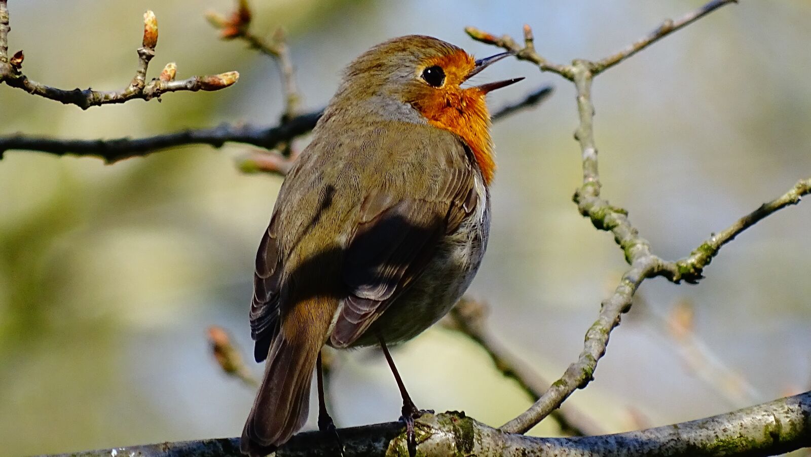 Sony Cyber-shot DSC-HX400V sample photo. Bird, nature, forest photography