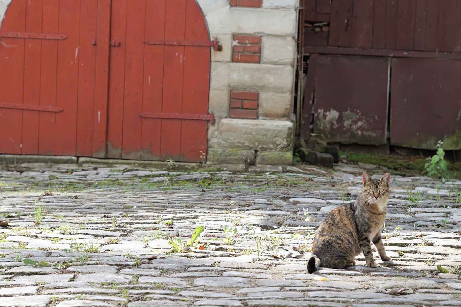Sony ILCA-77M2 + Sony DT 16-50mm F2.8 SSM sample photo. Cat, patch, summer photography