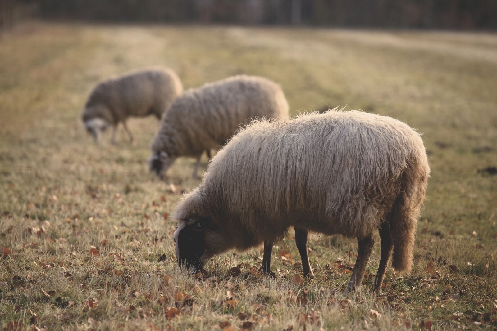 Canon EF 100-400mm F4.5-5.6L IS USM sample photo. Sheep, animal, green photography