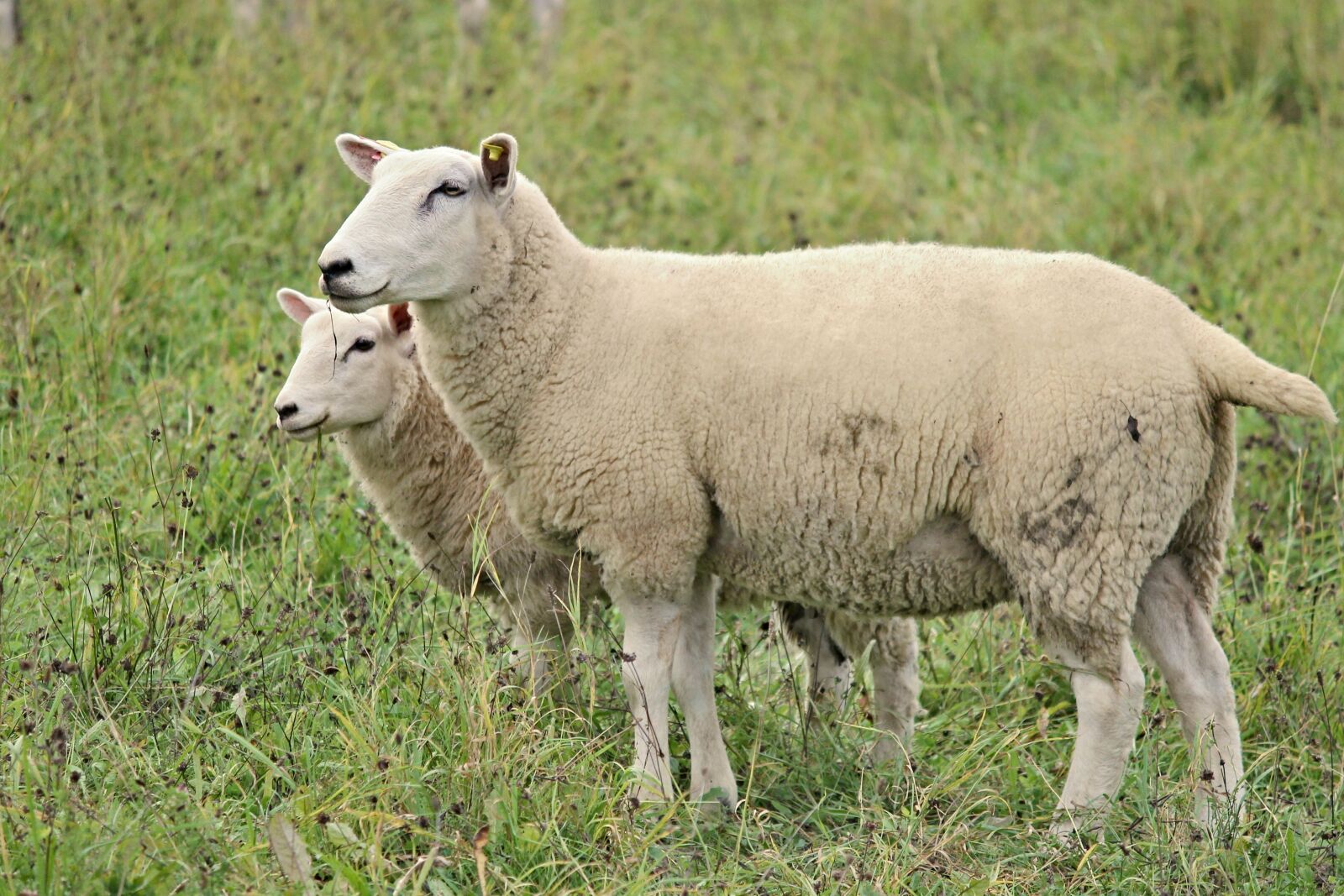 Canon EOS 1100D (EOS Rebel T3 / EOS Kiss X50) sample photo. Sheep, wool, fur photography