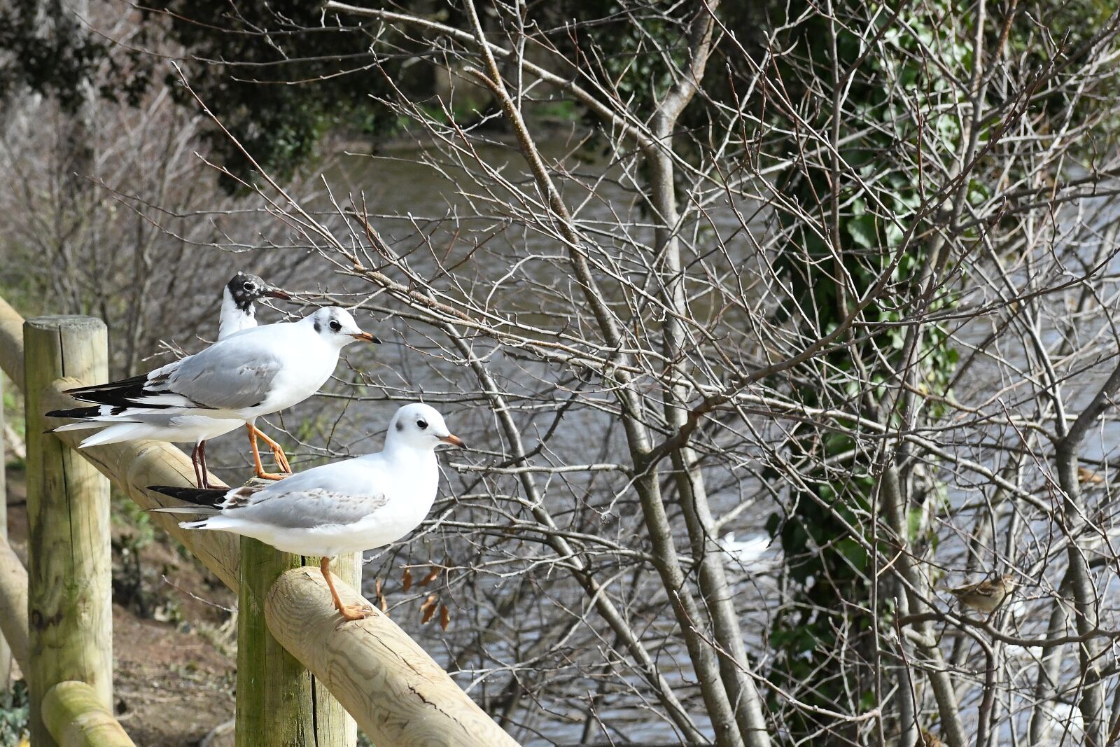 Nikon D850 sample photo. Bird, seagull, elizabeth photography