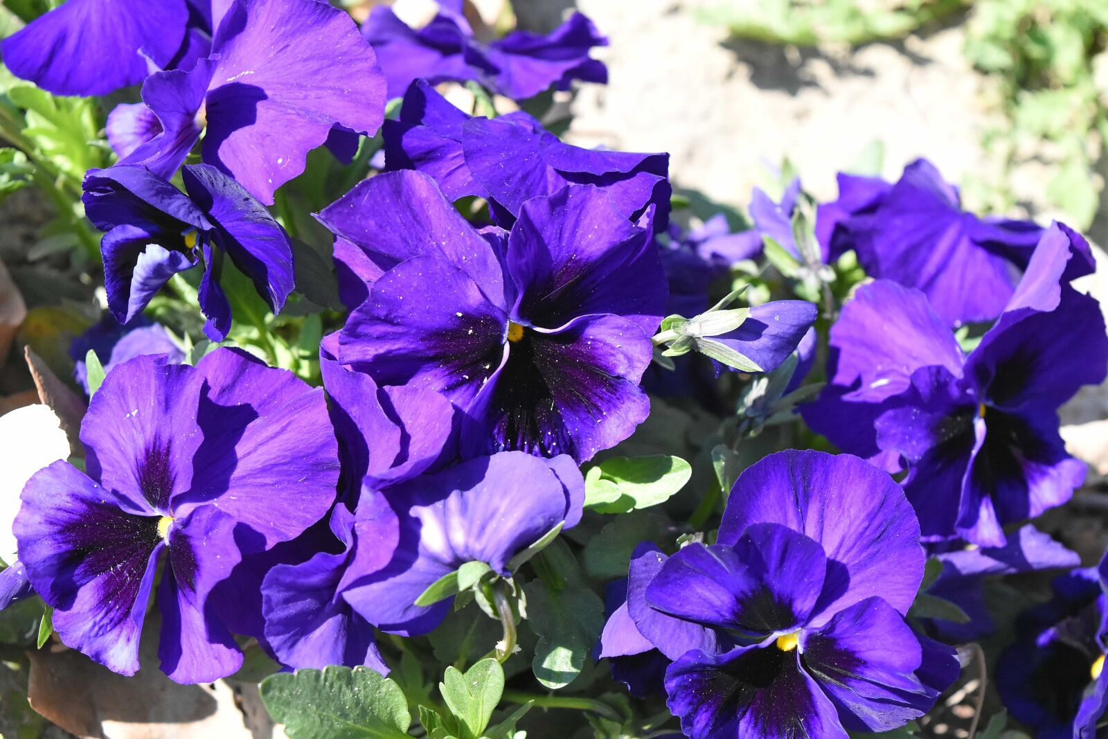 Nikon D5500 sample photo. Plant, garden, herb, petunia photography
