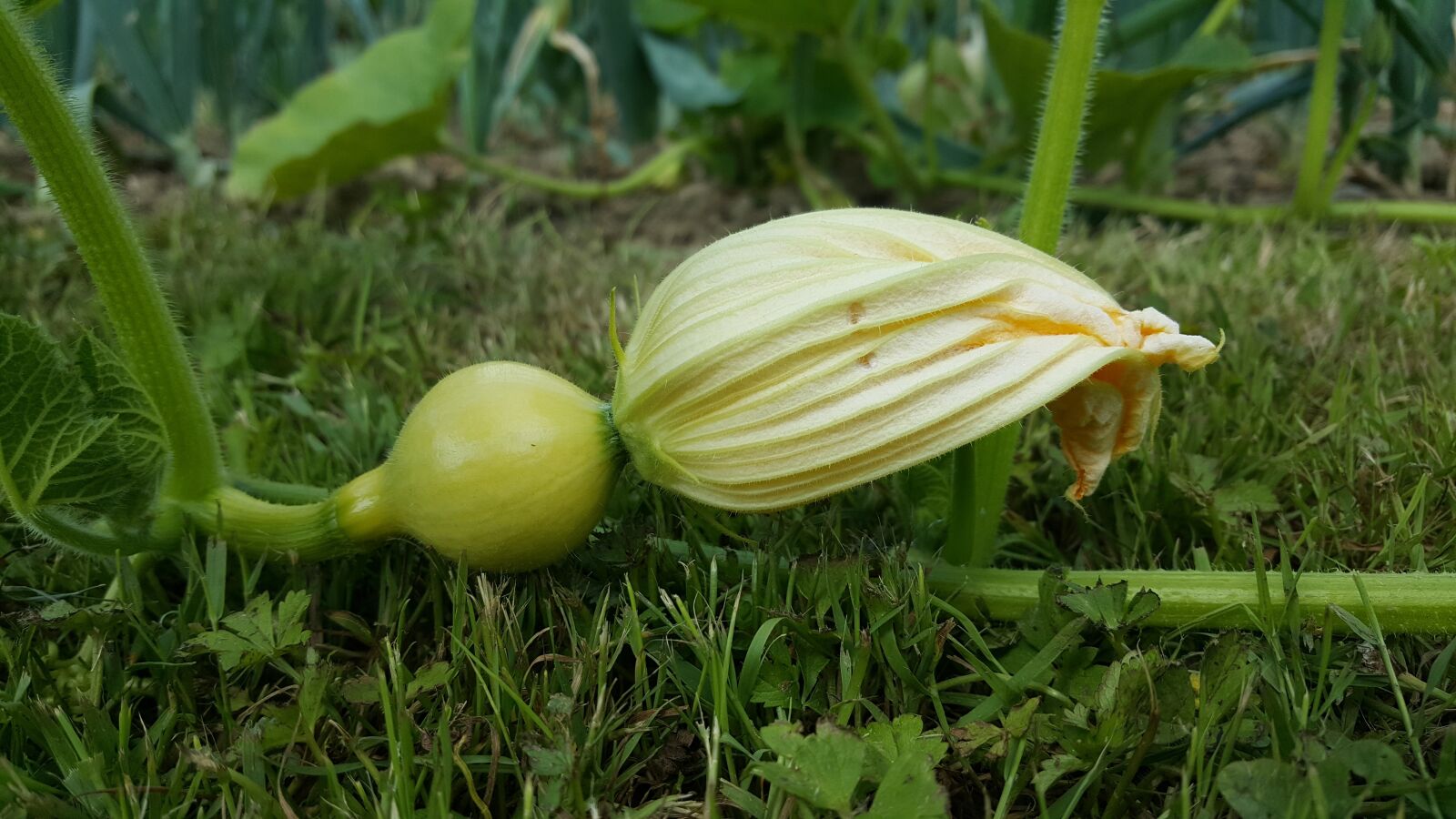 Samsung Galaxy S6 sample photo. Food, nature, no person photography
