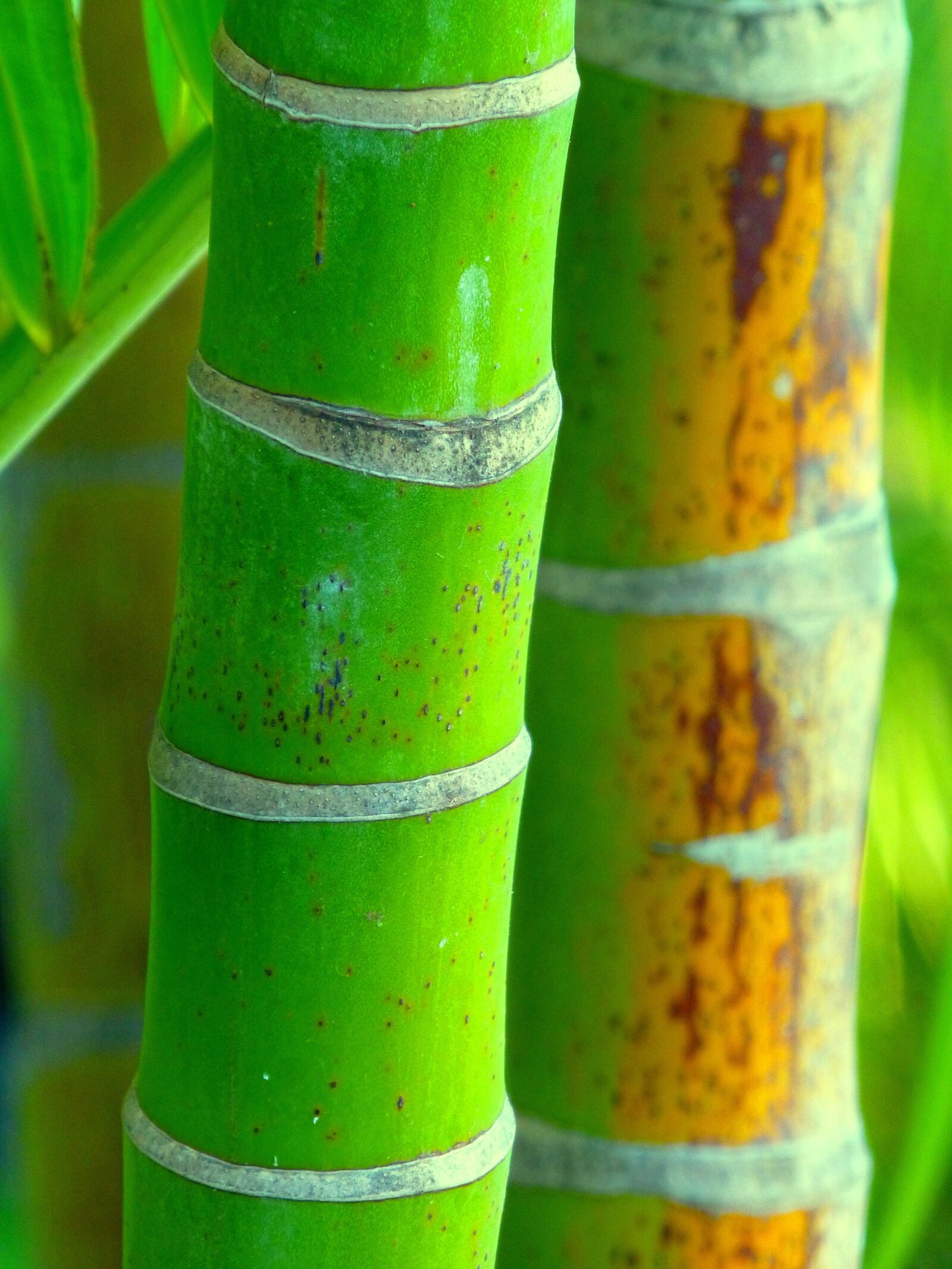 Panasonic DMC-TZ31 sample photo. Bamboo, nature, china photography