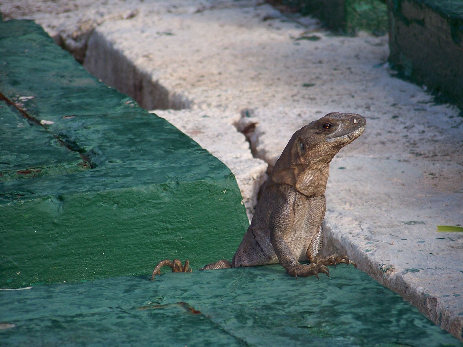 Kodak Z712 IS ZOOM DIGITAL CAMERA sample photo. Lizard, curious, lookout photography