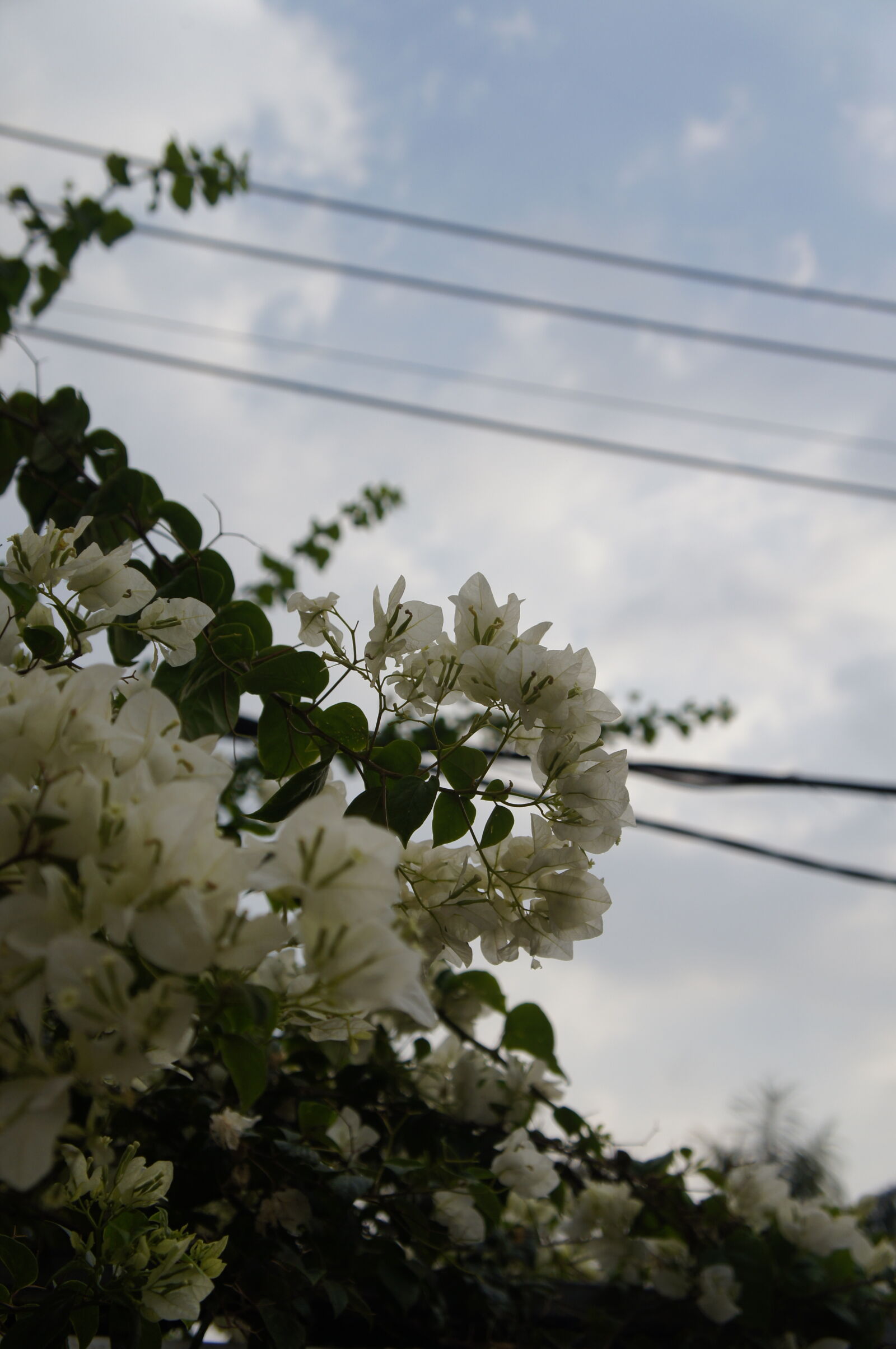 Sony E 18-55mm F3.5-5.6 OSS sample photo. Flowers photography