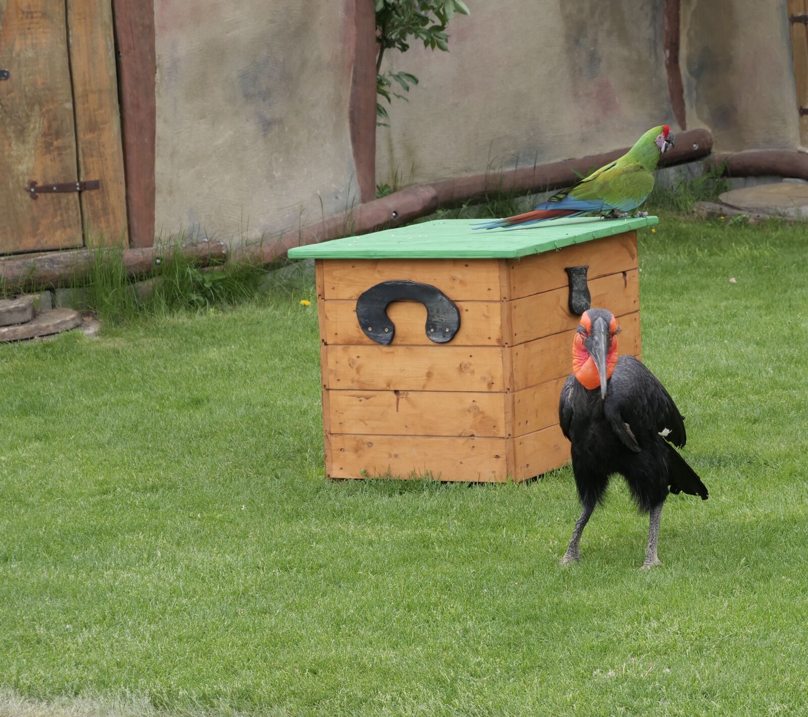 Panasonic Lumix DC-G9 sample photo. Ground-hornbill, animal, wild bird photography