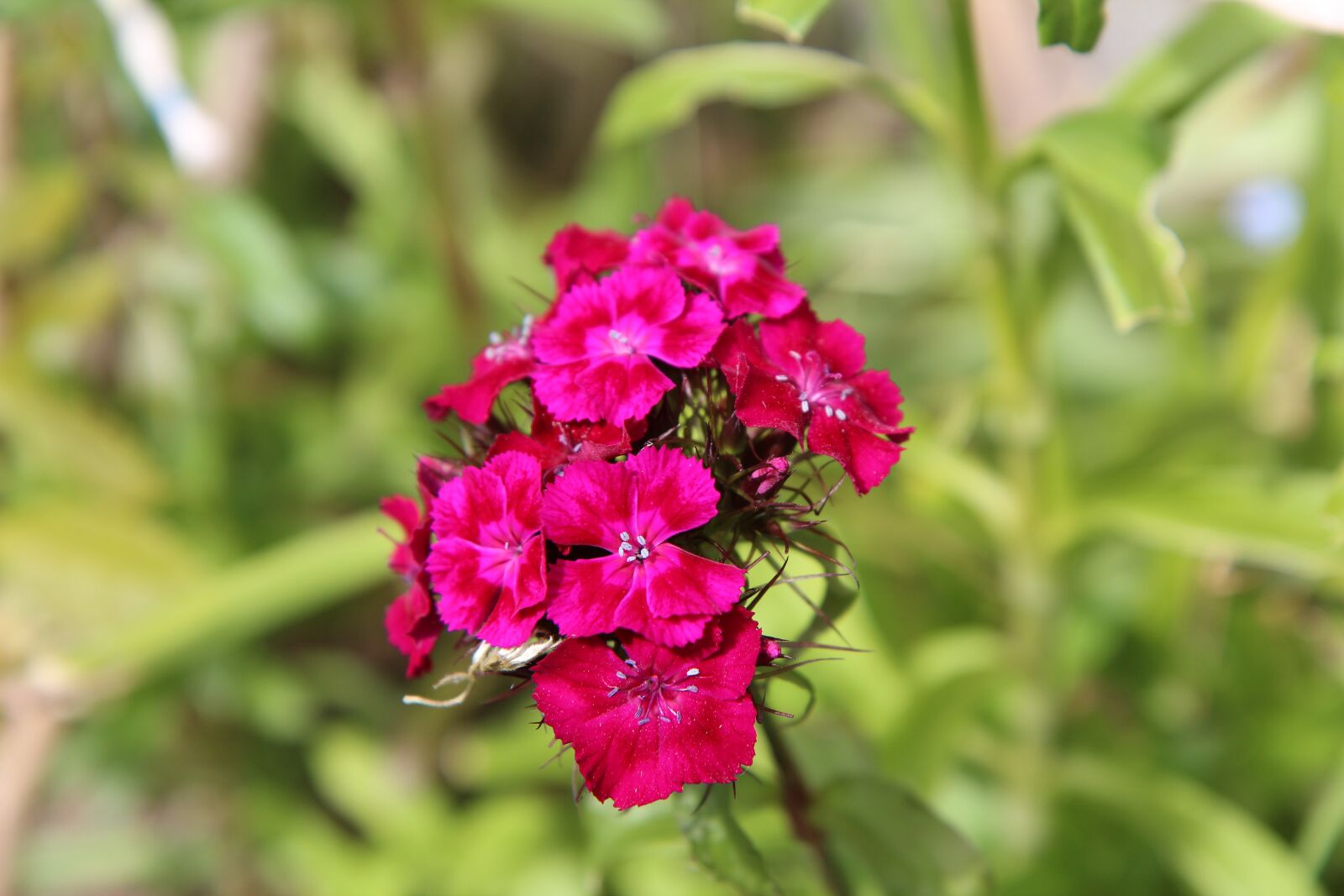 Canon EOS 600D (Rebel EOS T3i / EOS Kiss X5) sample photo. Sweet william, carnations, flowering photography