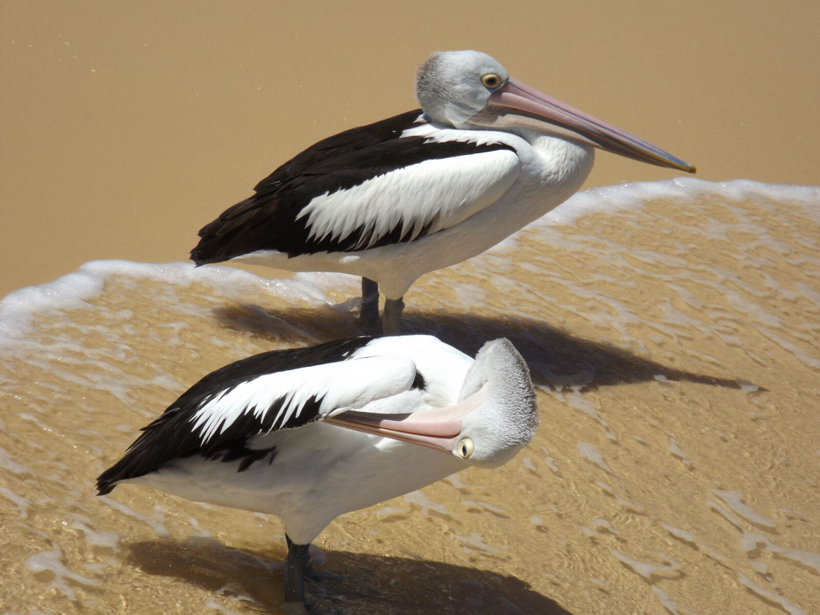 Fujifilm FinePix S4800 sample photo. Beach, birds, pelicans photography
