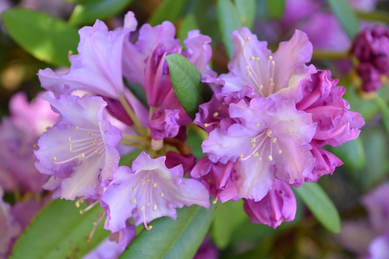 Nikon D5600 sample photo. Flower, flowering, nature photography