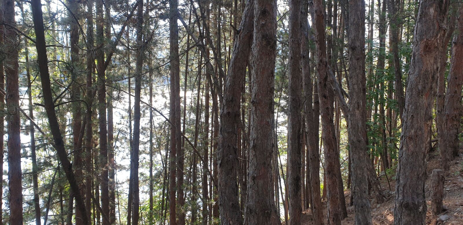 Samsung Galaxy S9+ sample photo. Trees, forest, deep photography