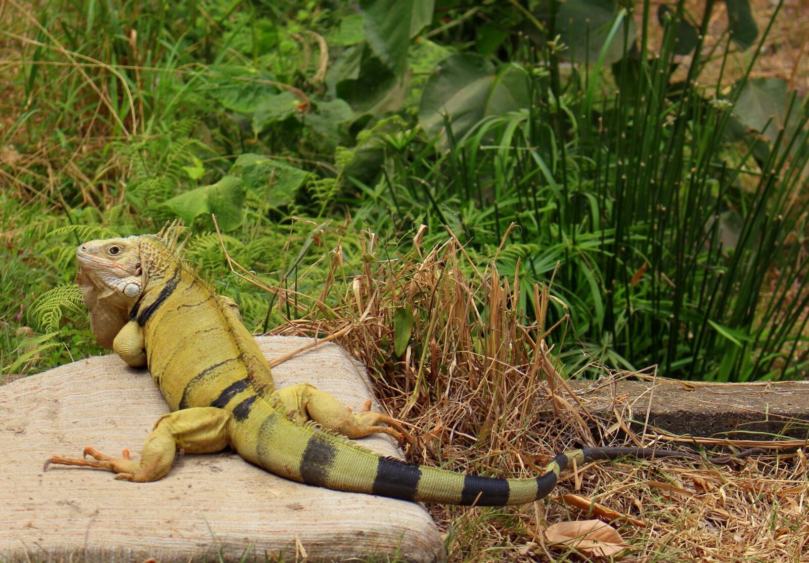 Canon EOS 700D (EOS Rebel T5i / EOS Kiss X7i) sample photo. Iguana, reptile, reptiles photography