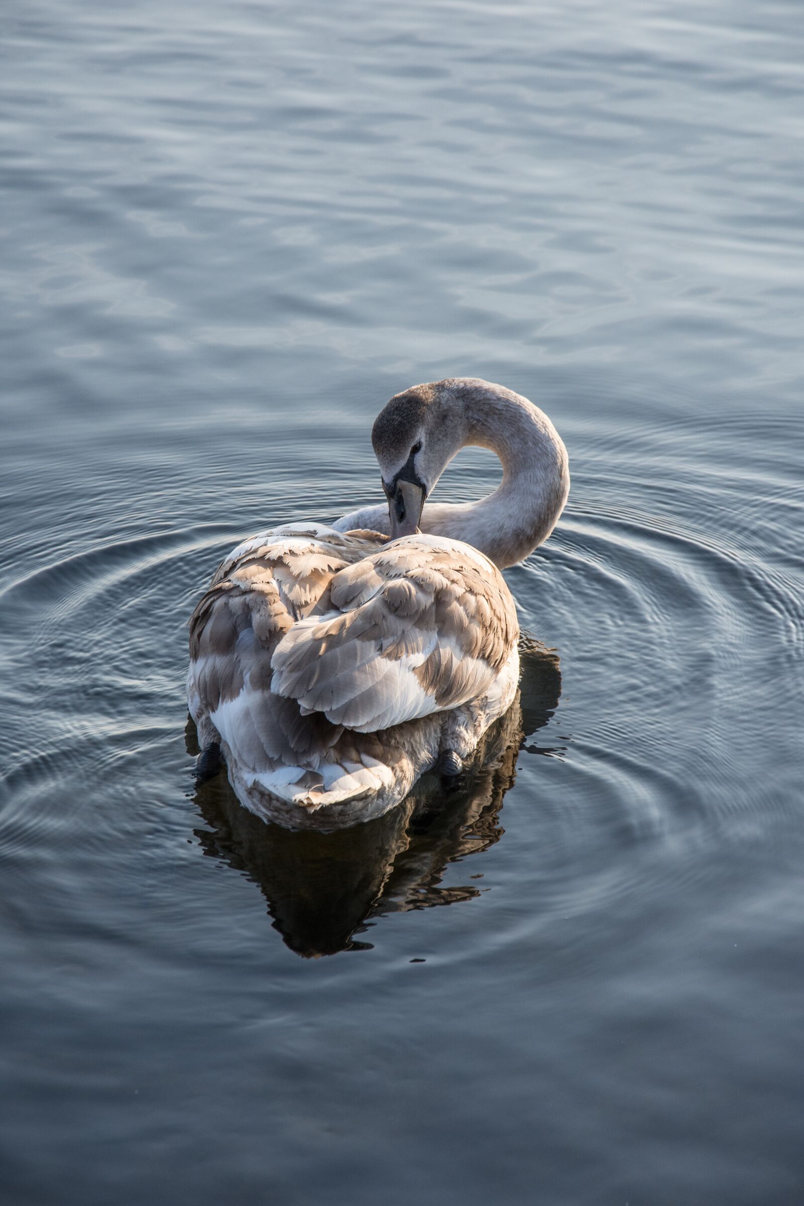Nikon D7200 sample photo. Swan, sea, nature photography