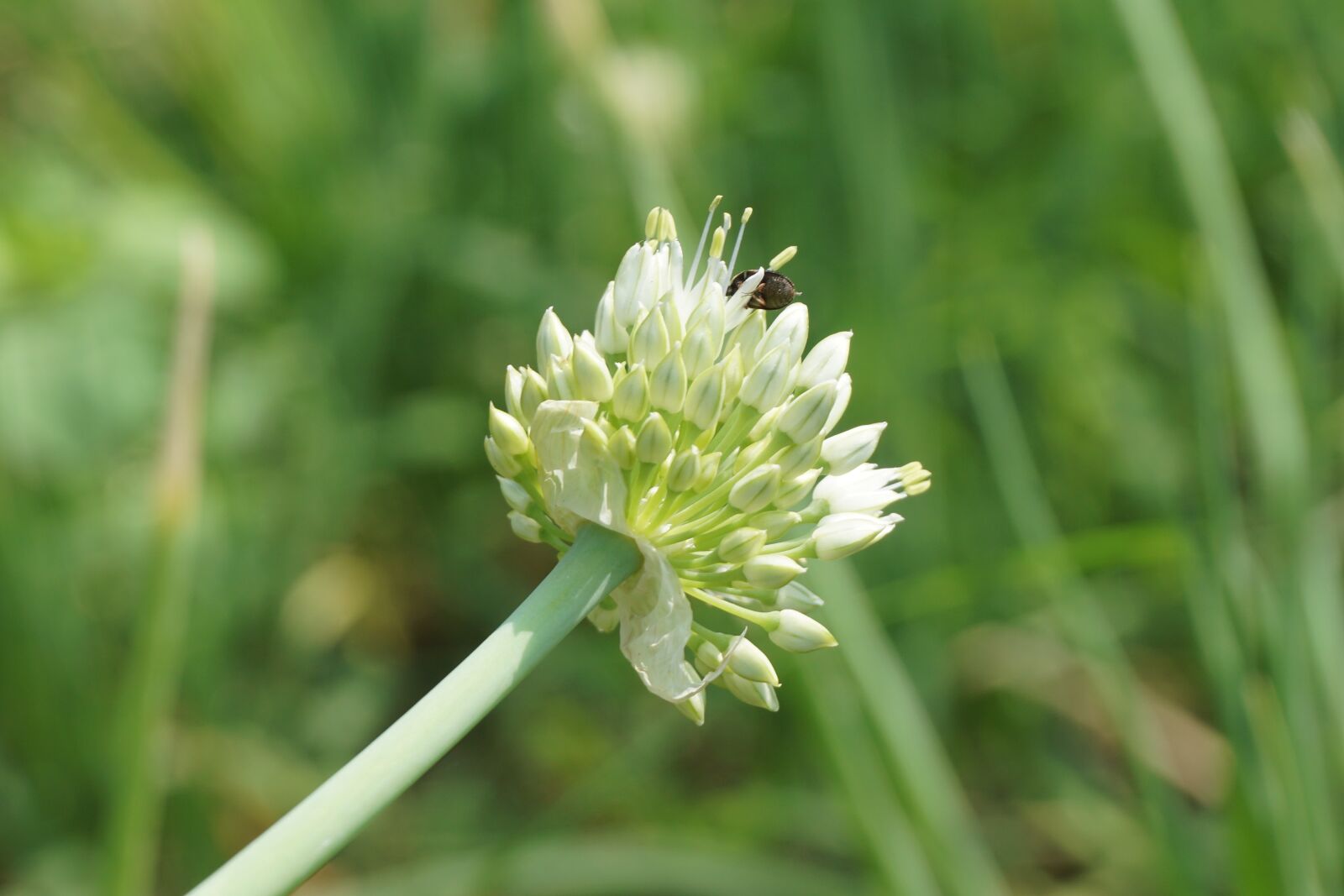 Sony a5100 sample photo. Flowering vegetables, spring onion photography