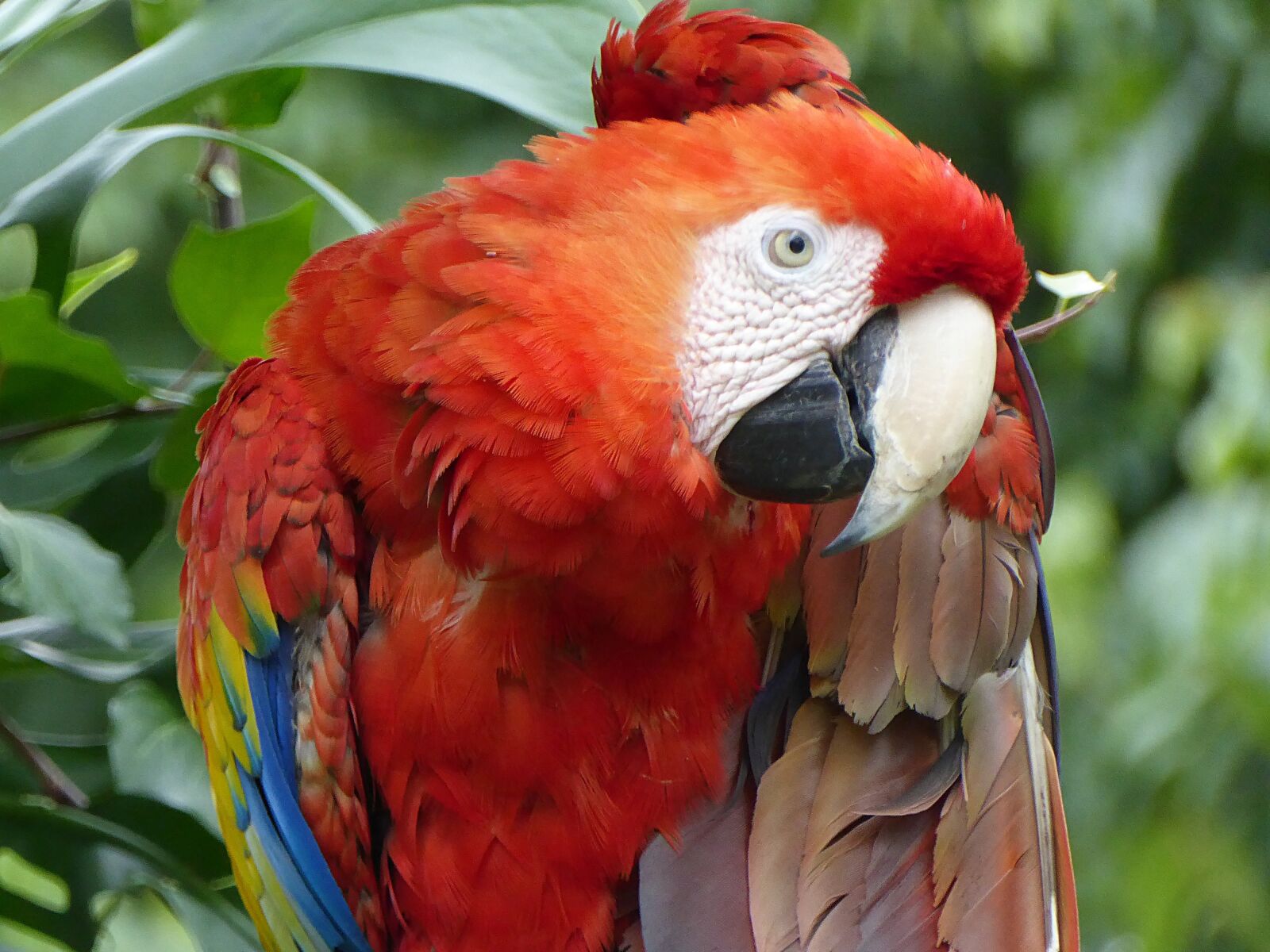 Panasonic Lumix DMC-ZS50 (Lumix DMC-TZ70) sample photo. Parrot, red, yellow photography