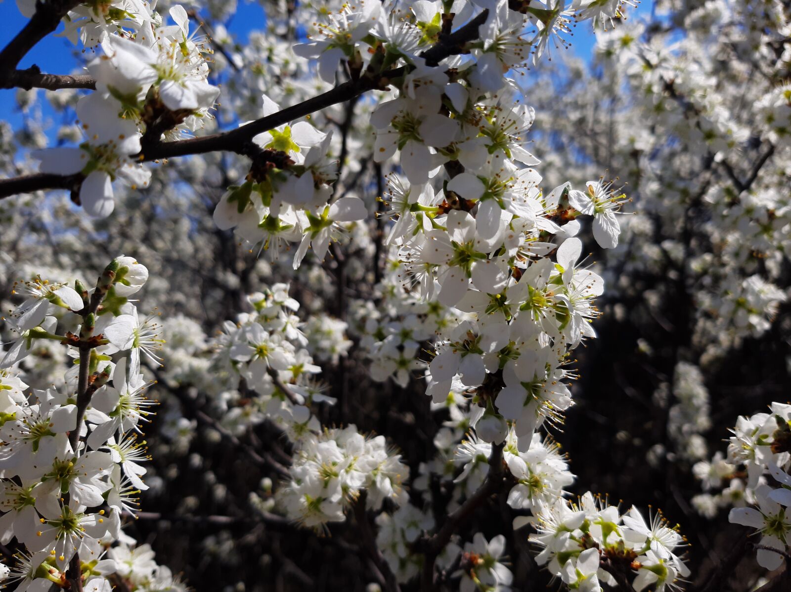 Samsung Galaxy A50 sample photo. Blackthorn, the bush, teren photography