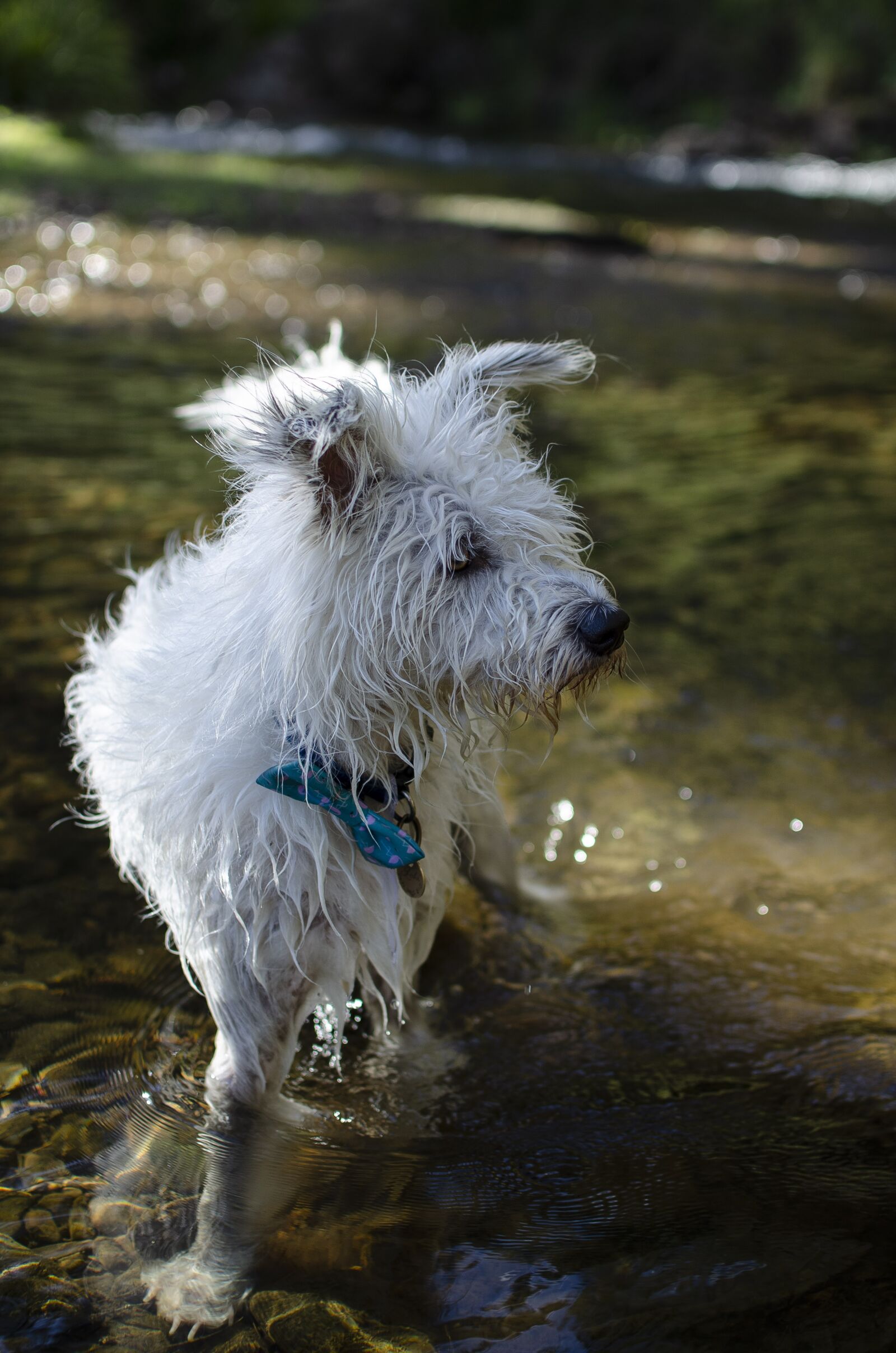 Nikon D5100 sample photo. Dog in a river photography