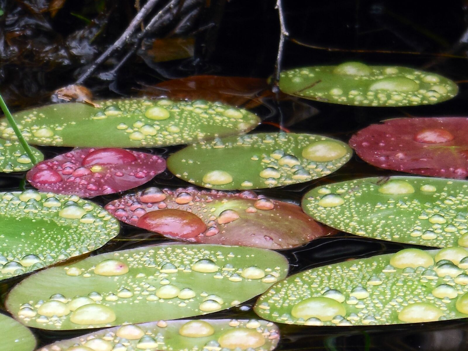 Nikon Coolpix S6400 sample photo. Lily pads, dew, droplets photography
