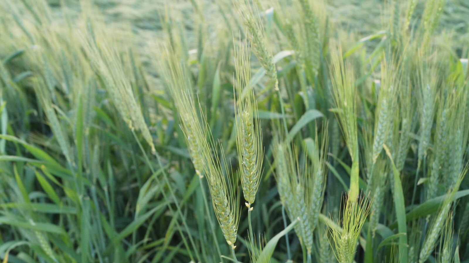 Sony DT 18-55mm F3.5-5.6 SAM II sample photo