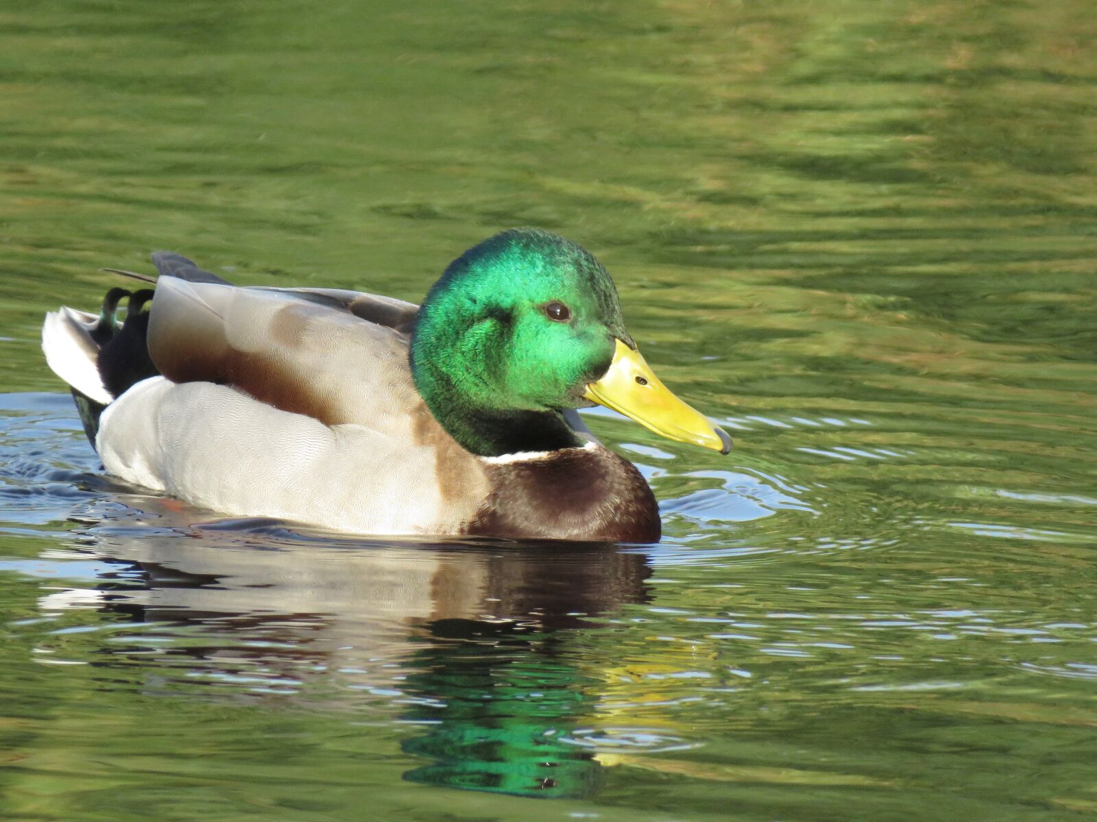 Canon PowerShot SX60 HS sample photo. Mallard, duck, male photography