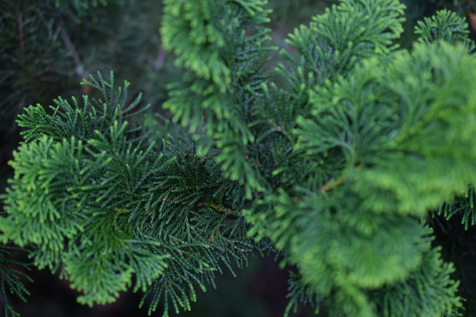 Nikon D3300 sample photo. Evergreen, tree, picea mariana photography