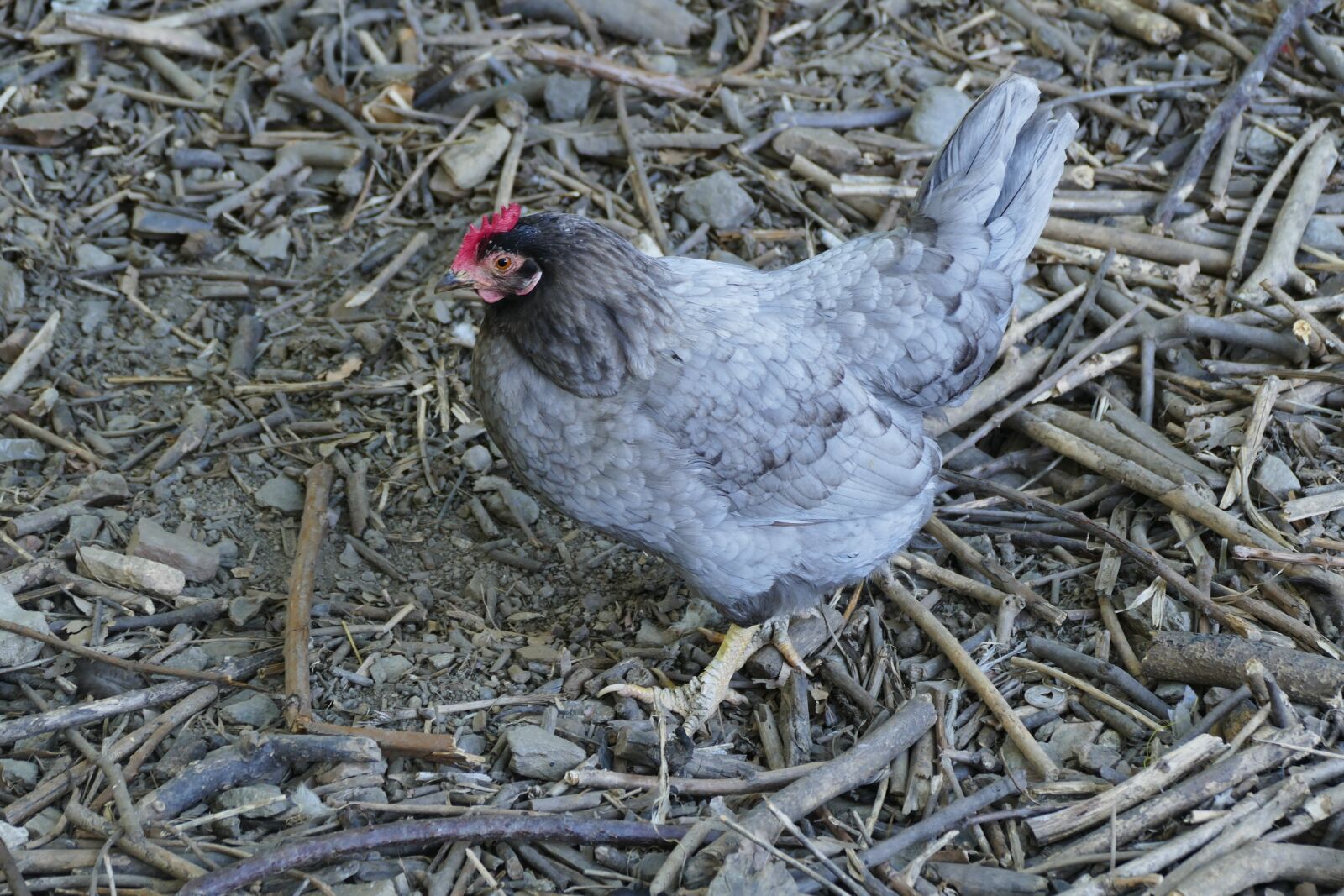 Panasonic Lumix DMC-FZ1000 sample photo. Hen, chickens, chicken photography