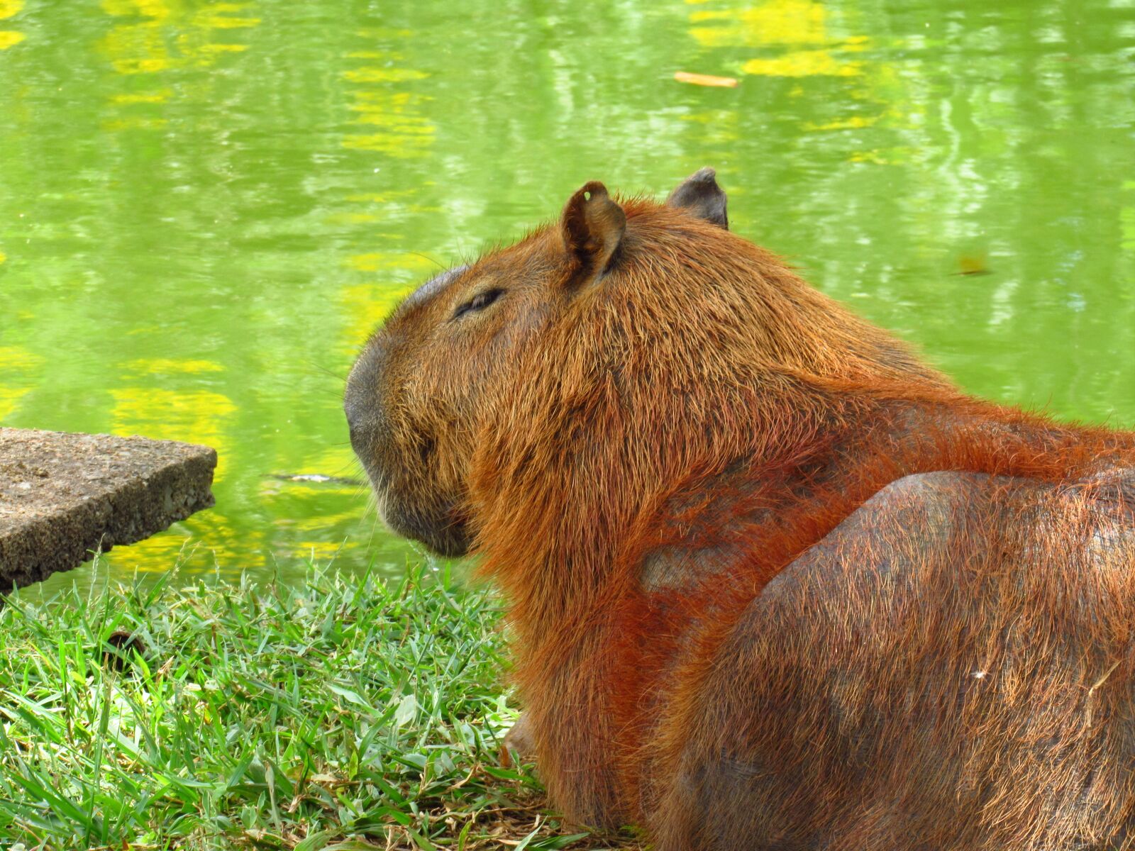 Canon PowerShot SX520 HS sample photo. Paca, zoo, nature photography
