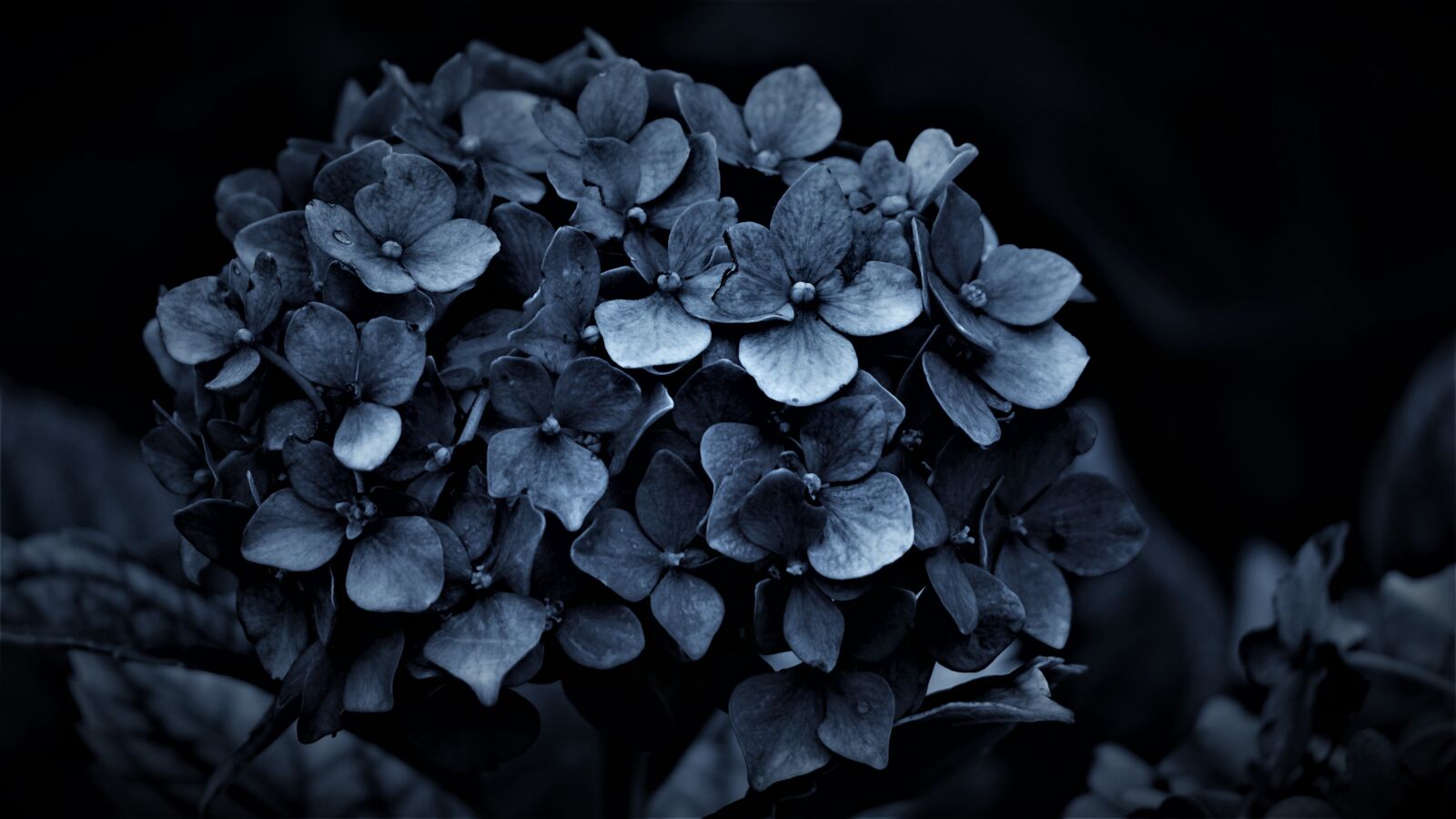 Sony E 70-350mm F4.5-6.3 G OSS sample photo. Hydrangea, dark, gloomy photography