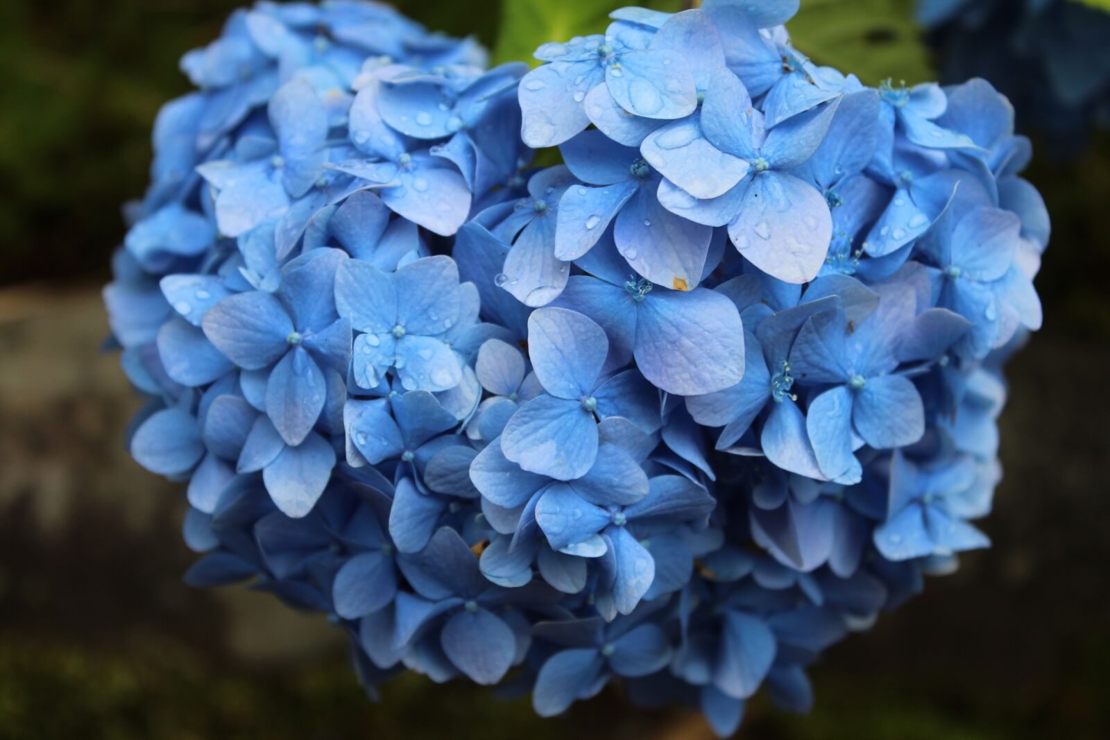 Canon EOS 1300D (EOS Rebel T6 / EOS Kiss X80) sample photo. Blue, flowers, nature photography