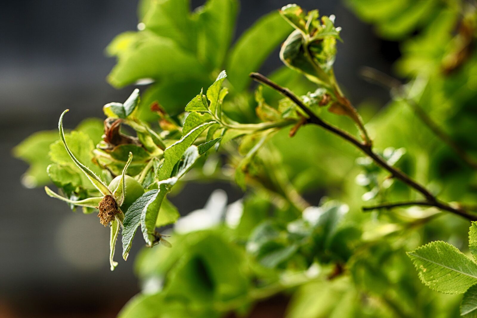 Canon EOS 7D Mark II sample photo. Rosehip, nature, flower photography
