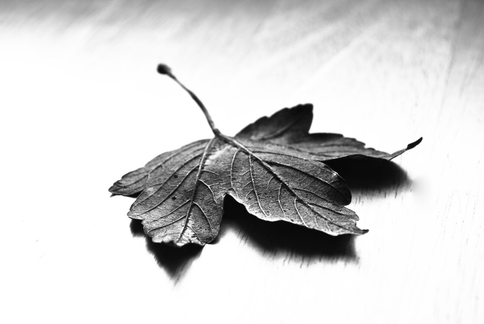 Nikon D60 sample photo. Maple, leaf, nature photography