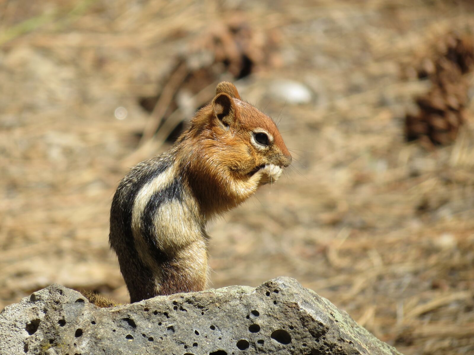 Canon PowerShot SX40 HS sample photo. Squirrel, newberry, usa photography