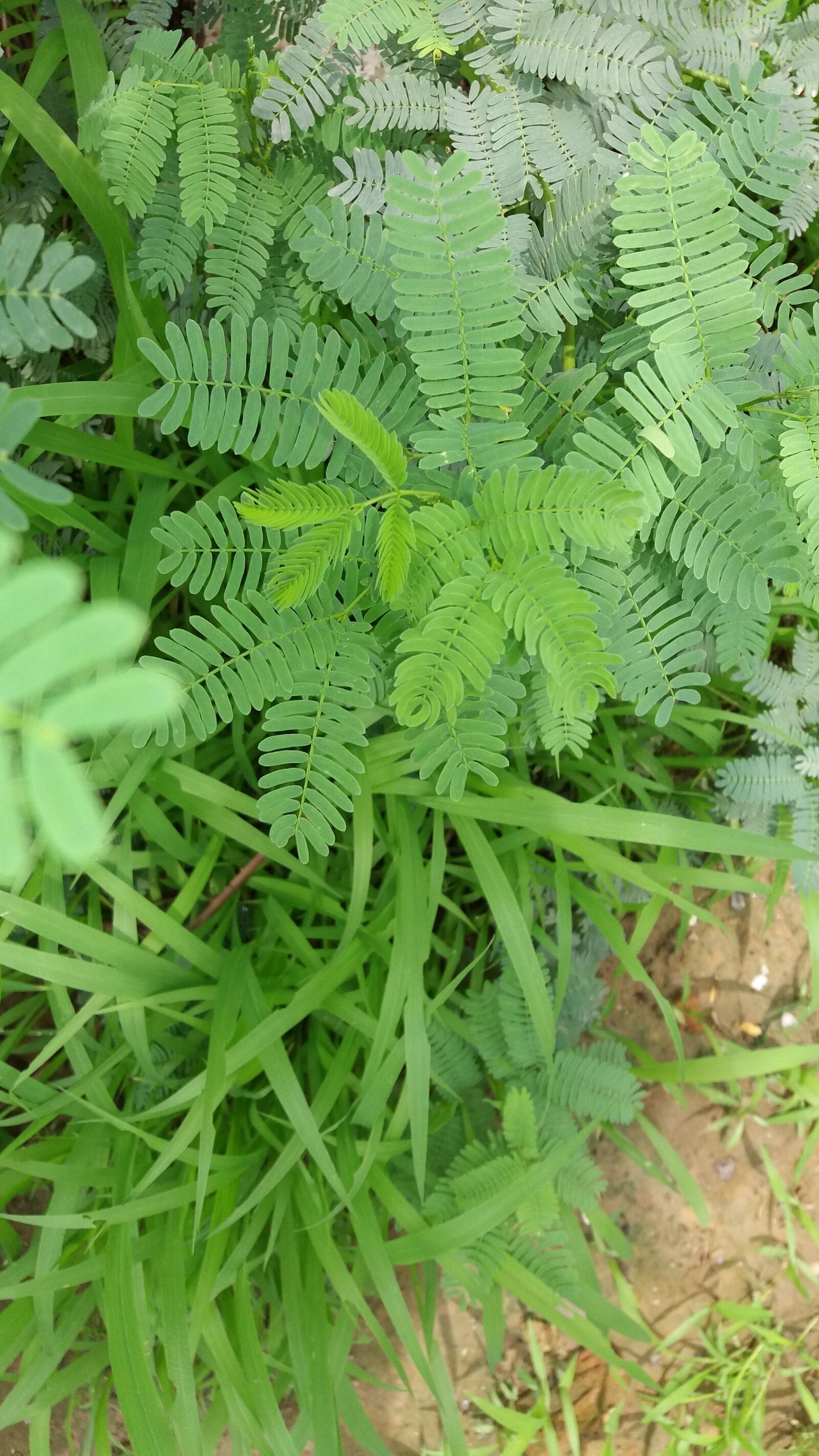 Samsung Galaxy J5 sample photo. Green, leaf, plant photography