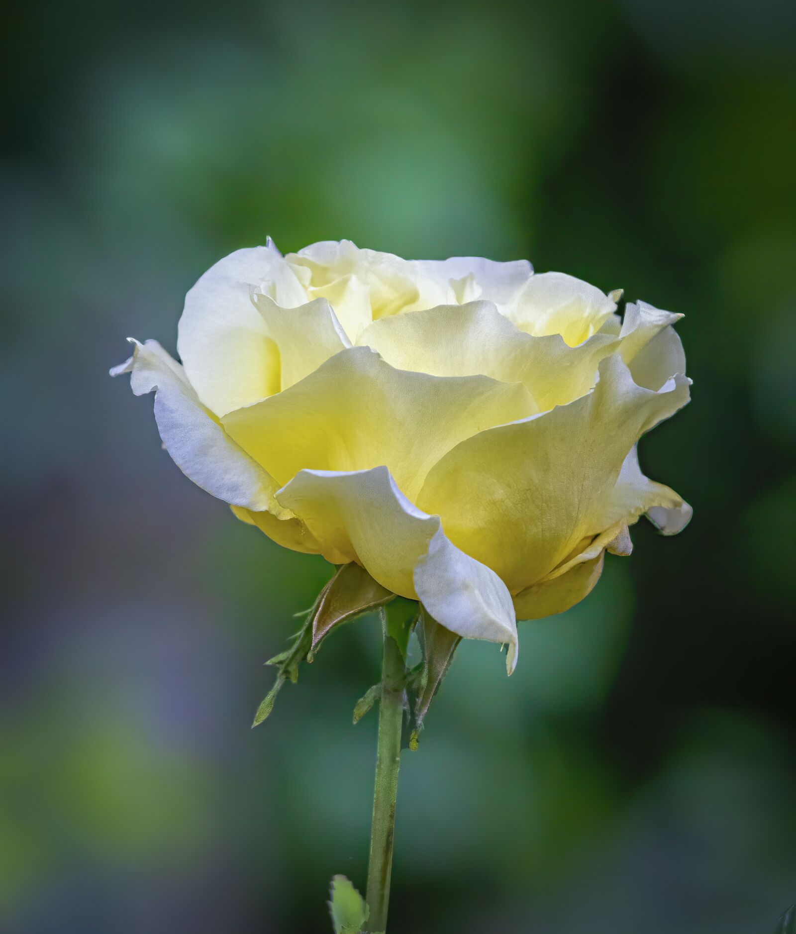 Sigma 100-400mm F5-6.3 DG OS HSM sample photo. Rose, petals, scent photography
