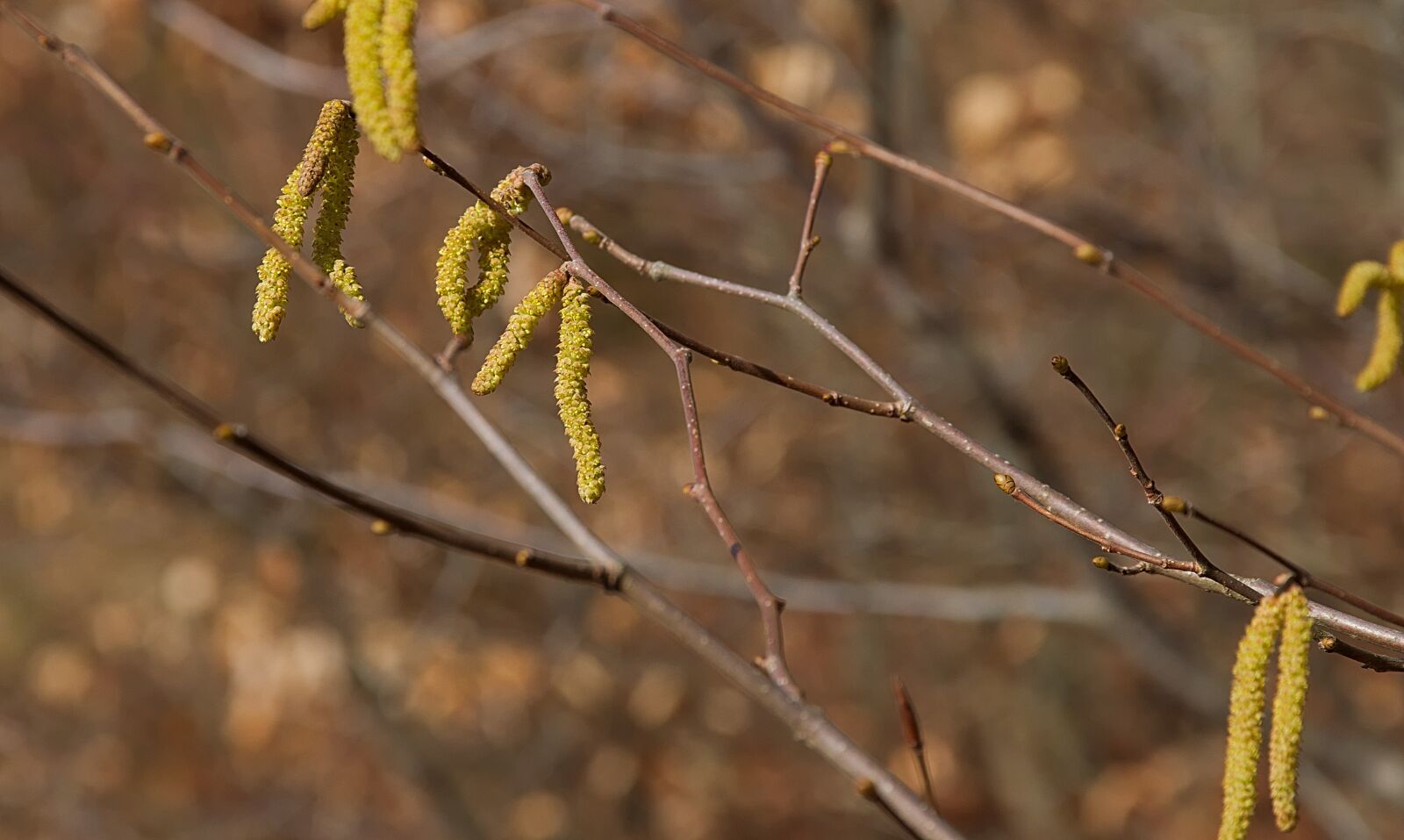 Nikon D3300 sample photo. Spring, yellow, hazelnut photography